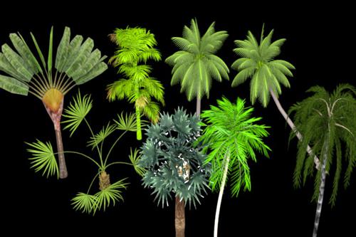 Tropical Trees preview image